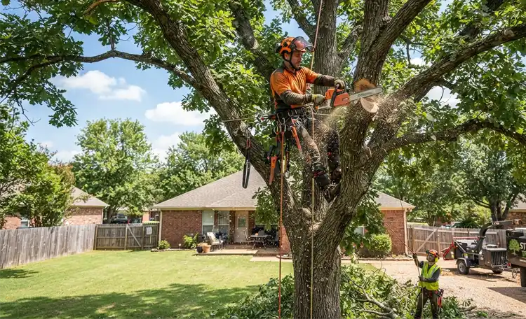 Orchard restoration prune